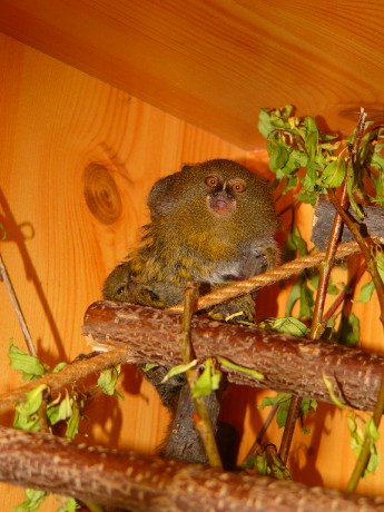 Kosman 2.5.2010 (4).jpg